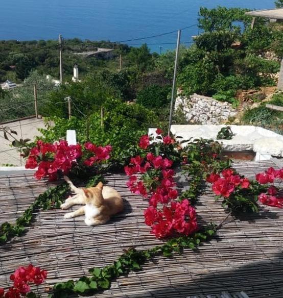 Stefanel View-Frederika Villa Himare Exterior photo